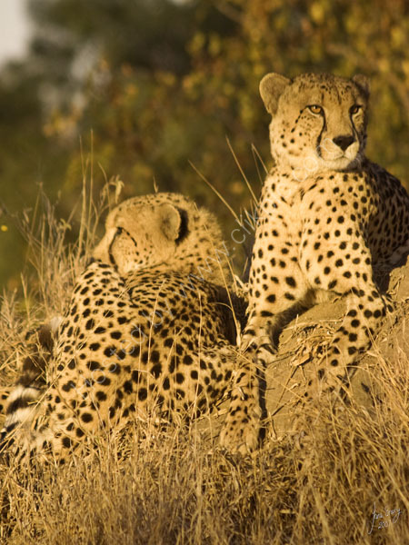 Cheetahs
