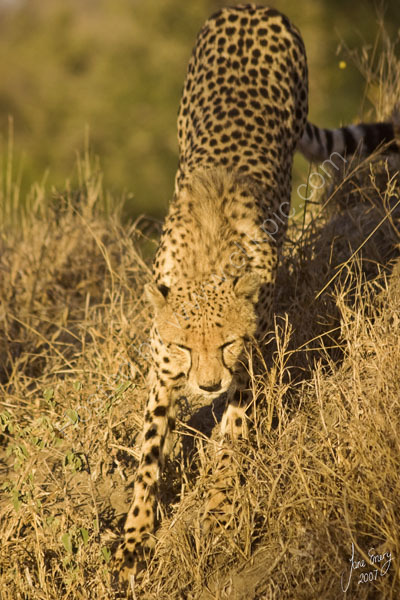 Cheetah starting the hunt