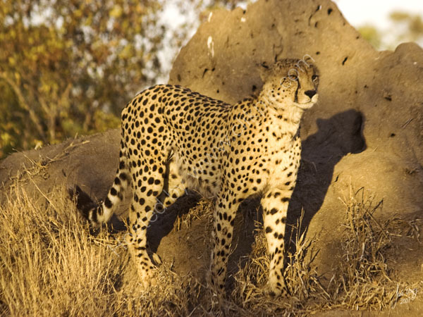 Male cheetah watching zebra