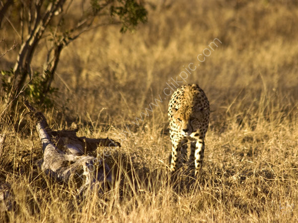 On the hunt