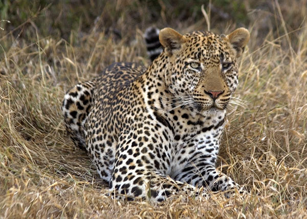 Leopard at Simbambili