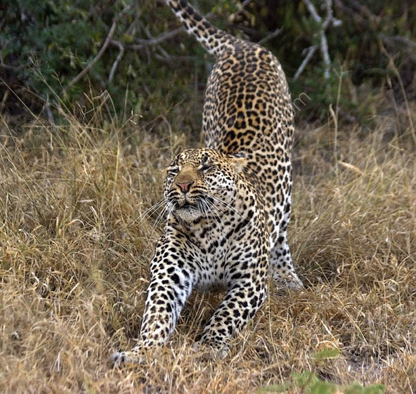 Leopard at Simbambili