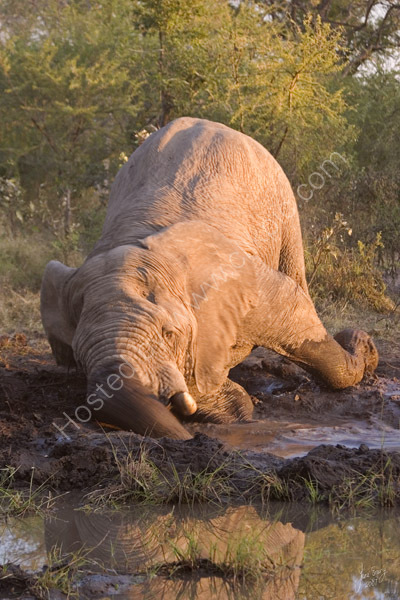 Bathing elephant at sun set