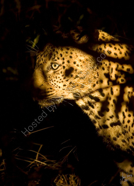 Leopard through the grass