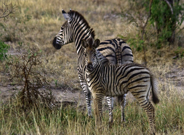 Zebra mare and foal
