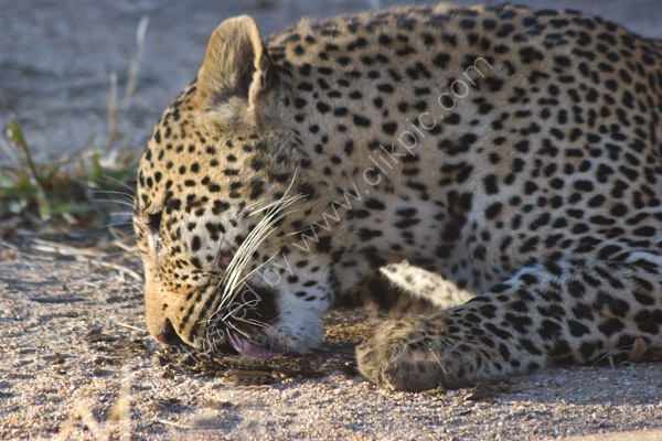 Female leopard