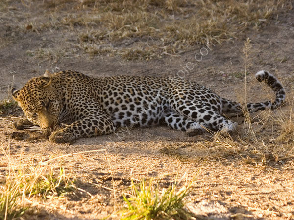 Female leopard