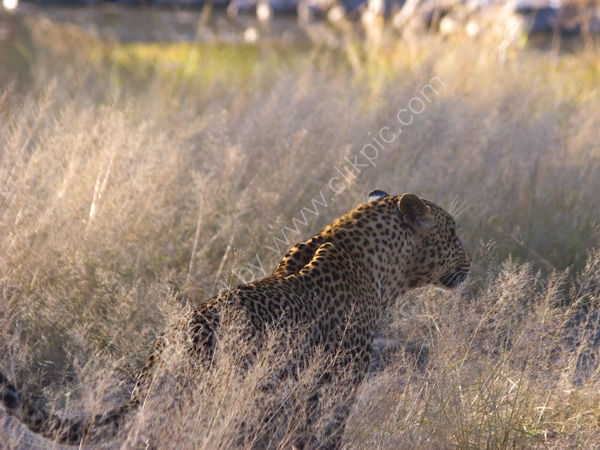 Leopard in the long grass.