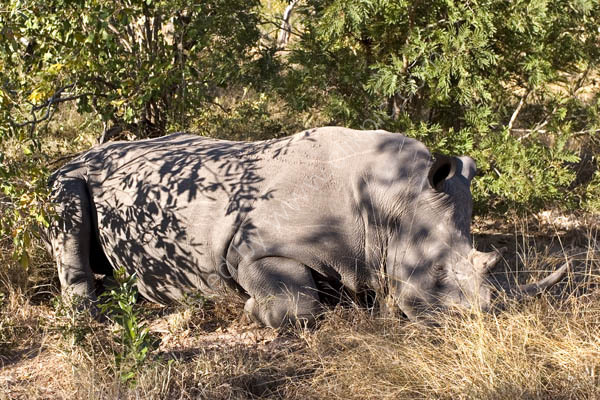 Resting Rhino