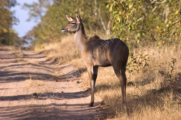 Female Kudu