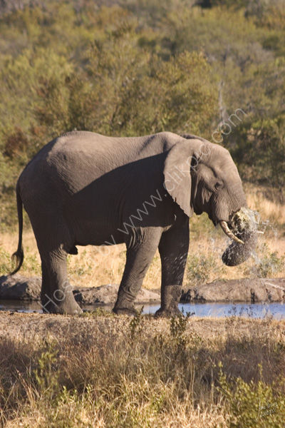 Drinking elephant