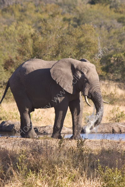 Drinking elephant