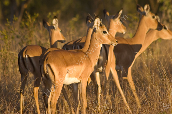 Impala herd