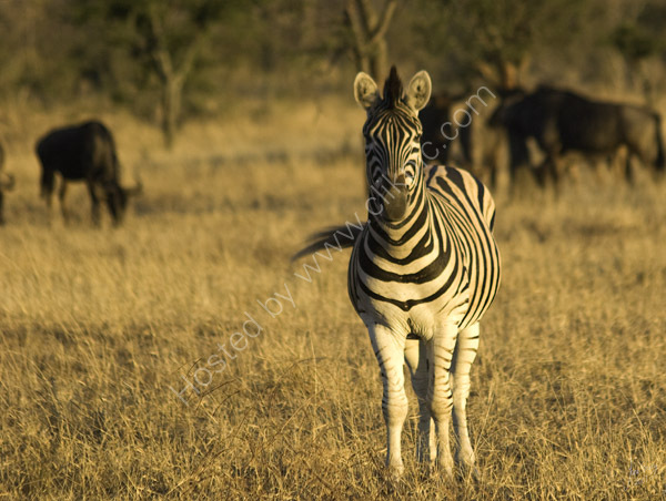 Zebra watching us