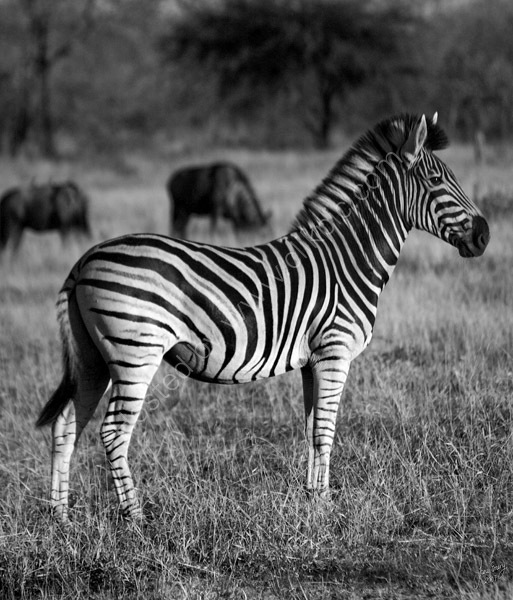Zebra at Djuma