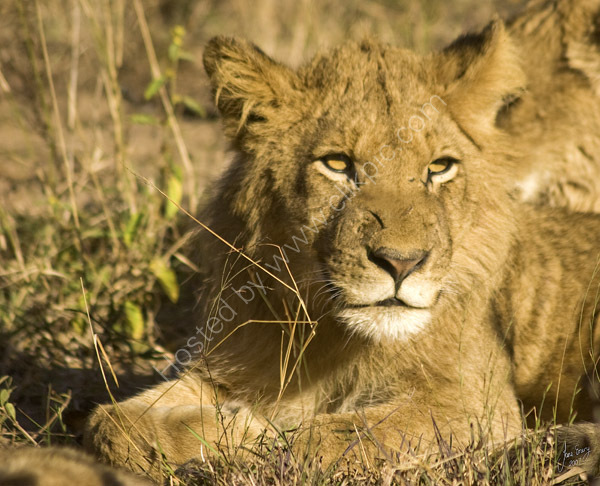 Young lion of the Tsalala pride.