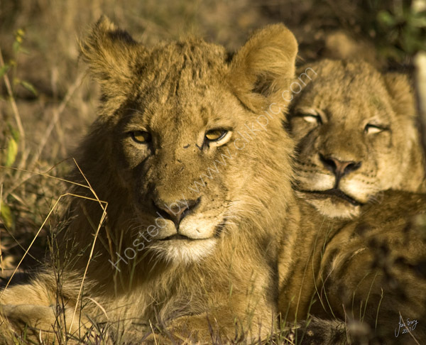 Tsalala pride lions