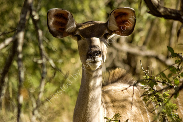 Female Kudu watching us