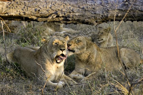 Two lionesses of the Tsalala pride.
