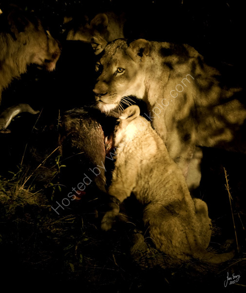 Lioness & cubs feeding.