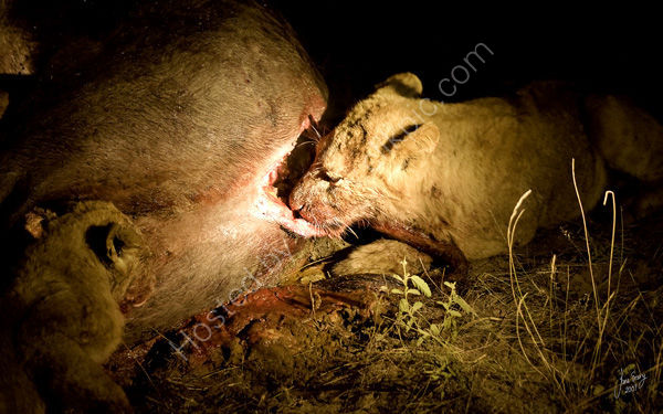 Lion cub enjoying a feast