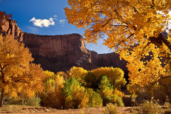 Autumn colours in Canyon De Chelly