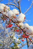 Cotoneaster berries