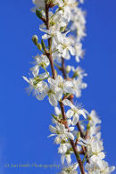 Damson blossom