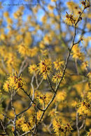 Hamamelis mollis in mid February
