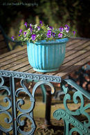 Winter flowering pansies