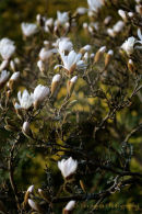 Magnolia Stellata