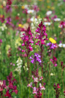 Wildflower meadow
