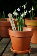 Snowdrops