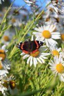 Red Admiral on Leucanthemella serotina - 15 October 2011 - Yorkshire