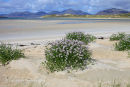 Sea Rocket growing on the beach at Seilebost, Isle of Harris