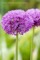 Alliums