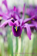 9th March - Iris George