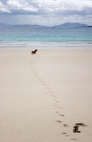 Paw prints in the sand