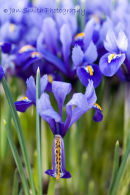 Iris 'Harmony'
