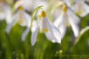 Snowdrops 