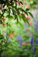 Secret garden