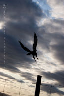 Into the twilight...