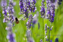 Sweet Lavender 
