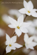 Ipheion 'Alberto Costillo' 