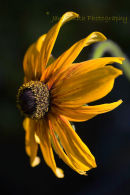 Rudbeckia