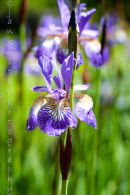 Iris
