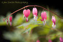 Bleeding Hearts