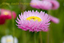 Pink Daisy