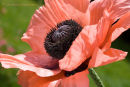 Oriental Poppy
