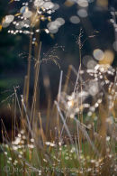 Sun dance...